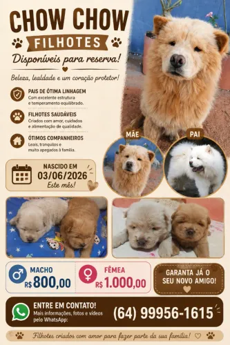 Chow chow