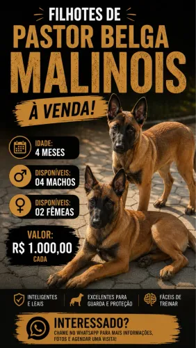 Pastor Belga Malinois