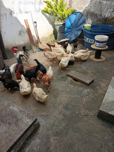 Vende-se galinhas
