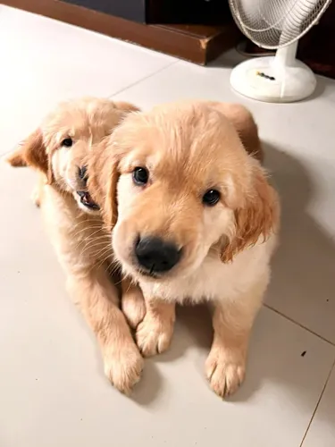 Golden Retriever - 57 Dias - Vacina + Vermífugo - RJ