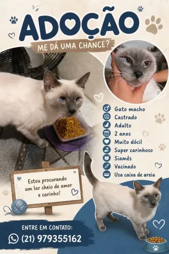 Adoção 