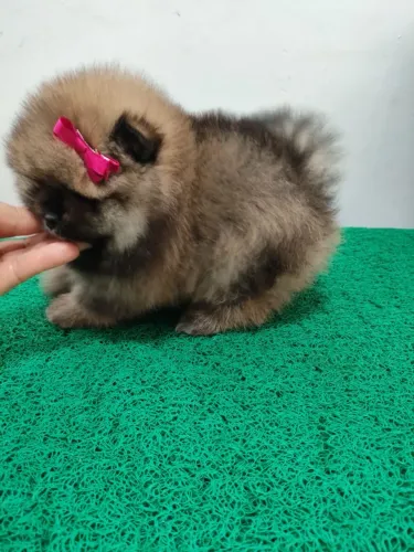 Spitz alemão (lulu da pomerania)