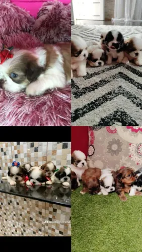 Shih Tzu micro lindinho