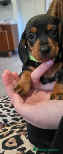 Salsicha Macho e Fêmea com Pedigree Teckel/Dachshund/Salsicha/Salsichinha/Basset/Cofap