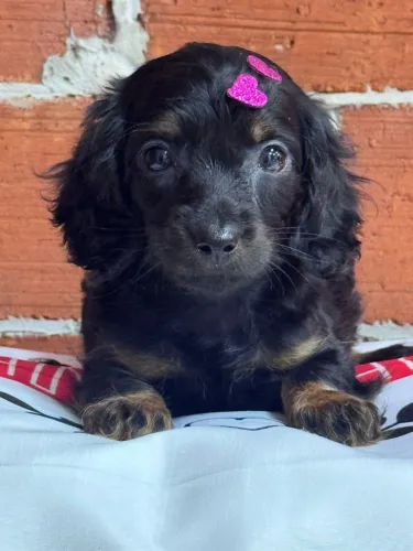 Dachshund pelo longo black and tan