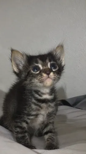 DOAÇÃO GATINHOS