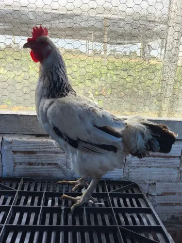 Galinhas GSB balão 