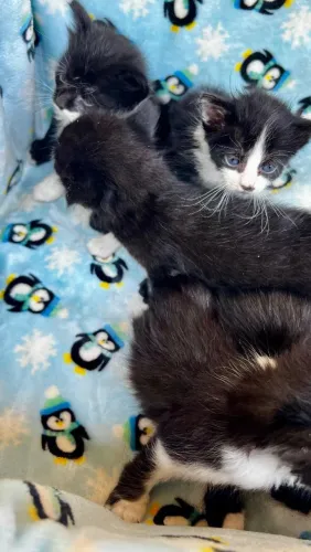 Gatinhos para doação