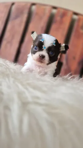 Chihuahua mini
