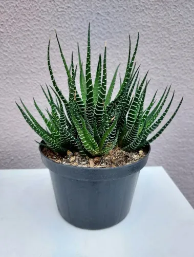 Suculenta Haworthia Fasciata - Cada Vaso