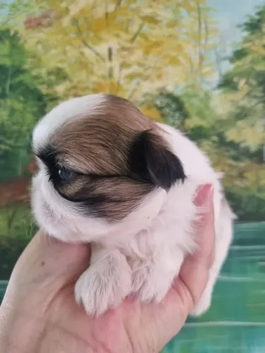 Shitzu fêmea tricolor miniatura pai no local só 2400 até 18 vezes