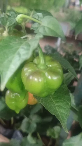 Pimenta Carolina Reaper in natura 