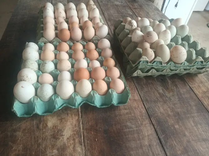Ovos de galinha marreca perua