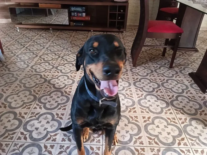 Pai e Filho Dobermann Mix