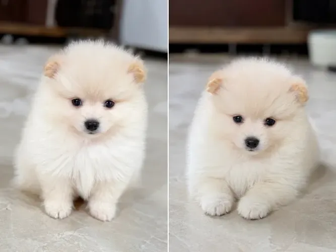 Lulu da pomerania anão branco estilo ursinho c/ pedigree