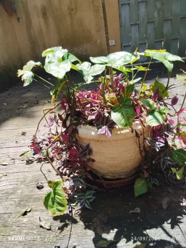 3 vasos de plantas