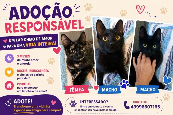 Doação gato