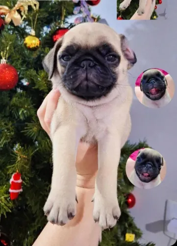 Vendo filhotes de pug