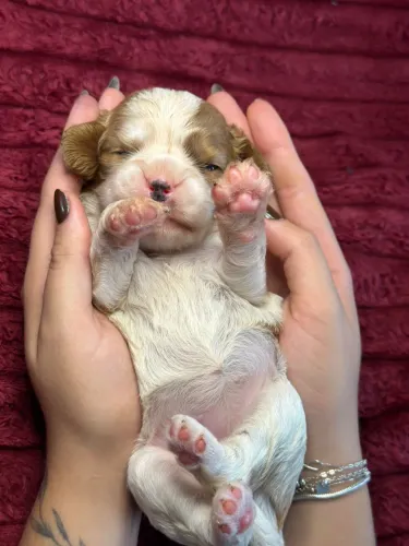 Cavalier King Spaniel 