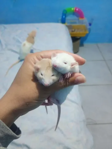 Hamster Twister