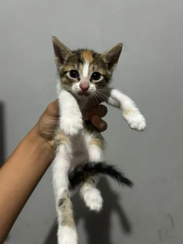 Gatinhos para adoção 