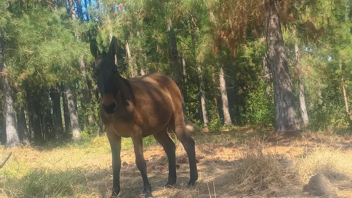 Burro 5 anos manço e bem macio