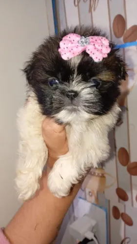 Lindos filhotes fêmeas e machos Shih Tzu mini