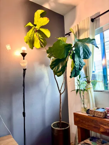 VENDO Planta Ficus Lyrata Natural 2.20m