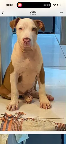 Filhote de Pitbull 