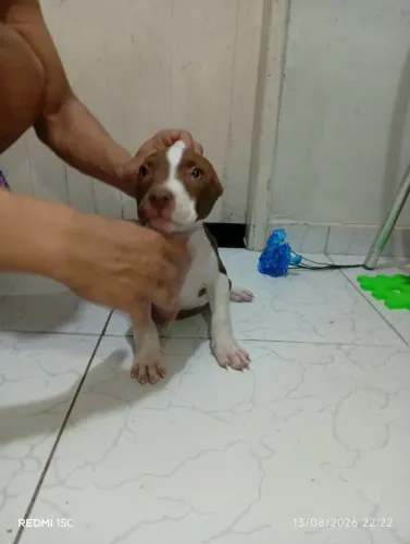 Filhotes de Pitbull