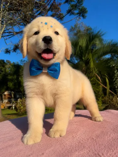 Entregamos! Filhotes de Golden retriever macho