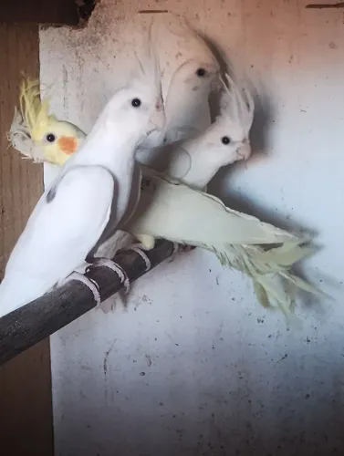 Animais de estimação