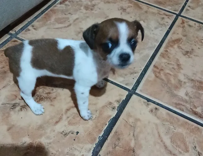 Pincher
