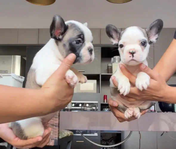 Filhotes BULDOGUE FRANCÊS Macho