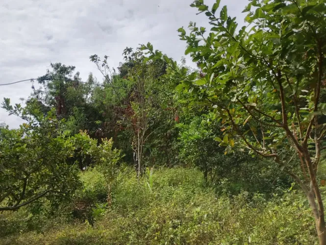 Lote em Santana do mundo novo , água luz nuna avenida com asfalto 