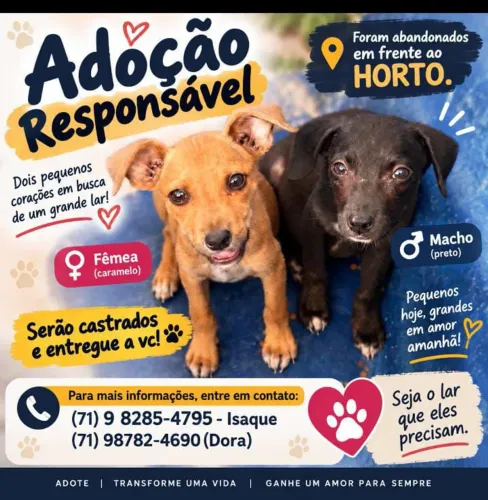 Cães filhotes para adoção com castração garantida