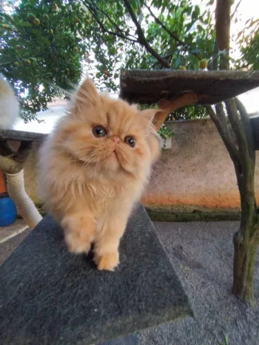 Filhote Macho Persa Top Chow 