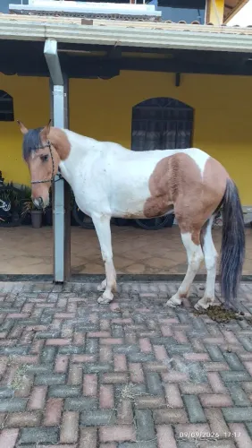 Cavalo Pampa Marcha Picada