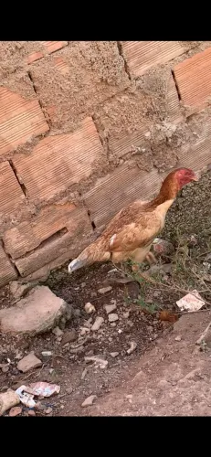 Galinha Índia