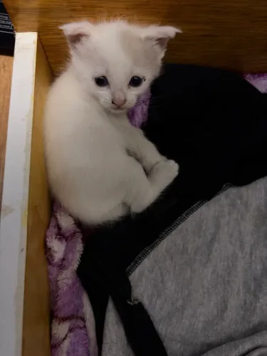 Doação de Gatinho Gato Novo Femea (Leia descrição)