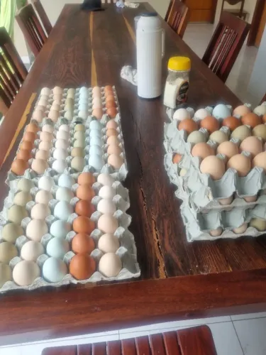 Ovos caipiras frescos em Uruaçu-GO