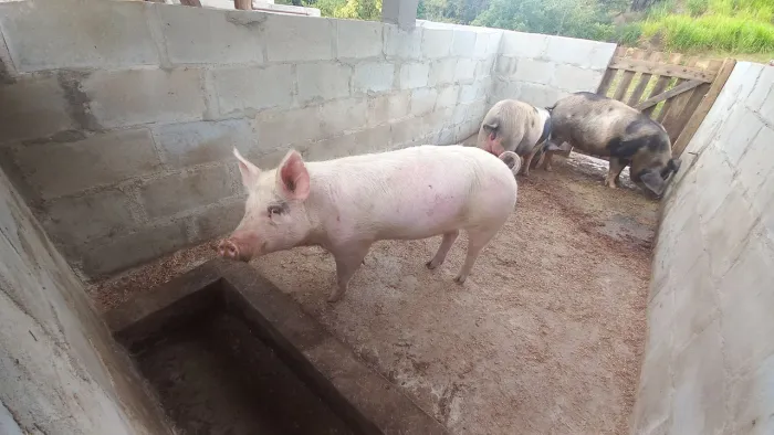 Porca de raça