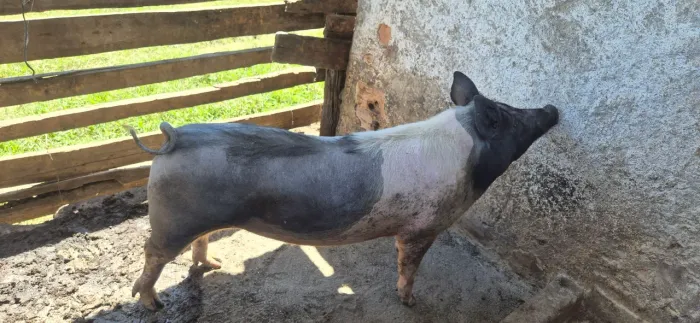 Porco capado