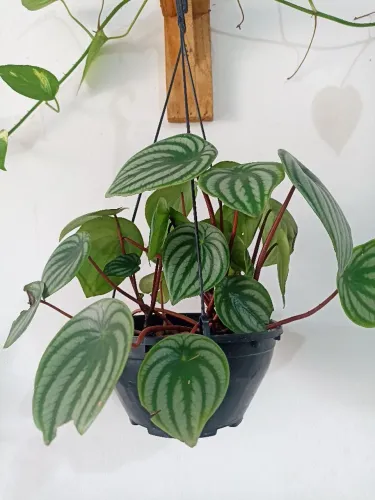 Vendo peperomia melancia