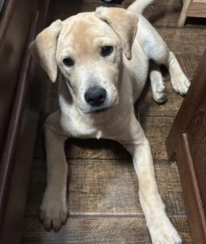 Filhote de labrador 