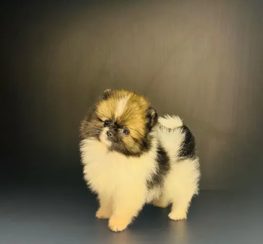 Lulu da Pomerania parcelamos até 18 fêmea