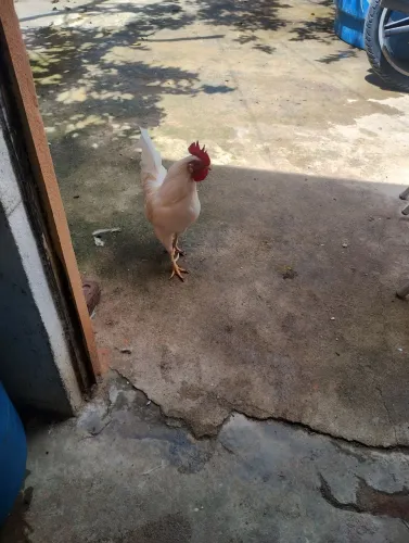 Galo Garnisé legítimo branco 