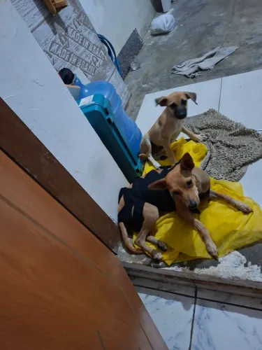 Animais 