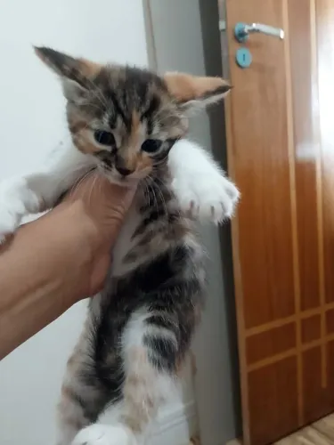 gatos