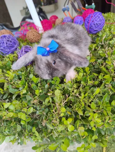 Coelho mini lop disponível